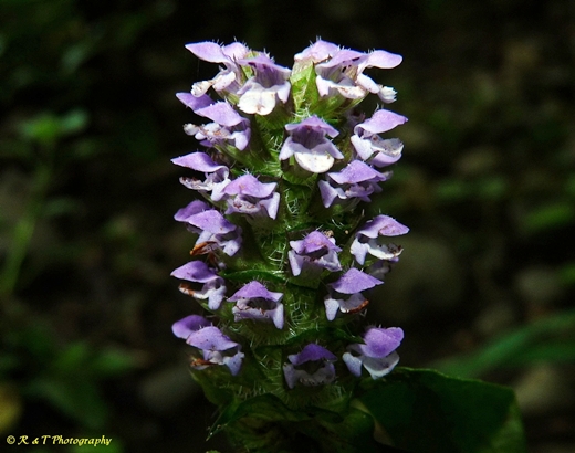 {Prunella vulgaris var. lanceolata}